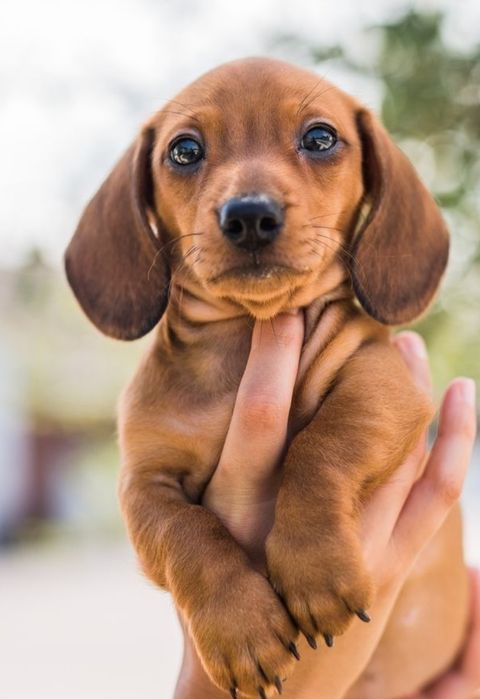 Tekel fêmea miniatura