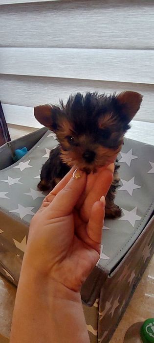 York miniaturka szuka kochanego domku