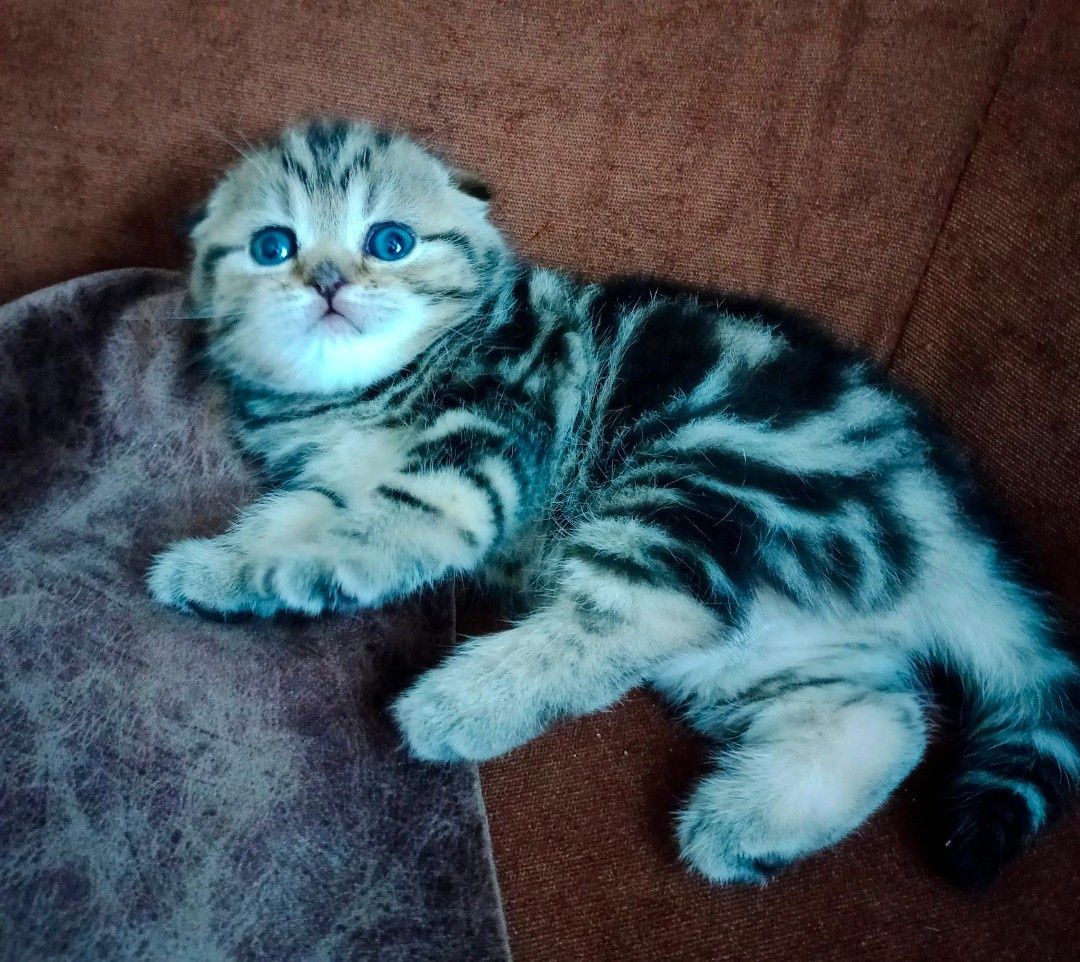 Продам мраморных котят.