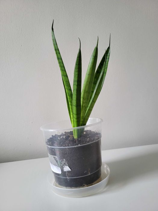 Sansevieria Comet Green Parrot    [nr 3]