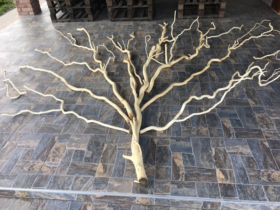 Гілки чищені ,дуб,вишня,верба,слива,алича,яблуня.