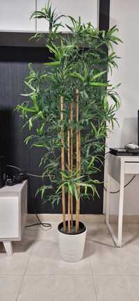Planta - Bamboo Mossô