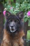 Nera- cudowna suczka owczarek niemiecki do adopcji