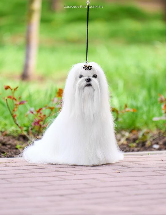 Дівчинка мальтезе Корея з документами КСУ