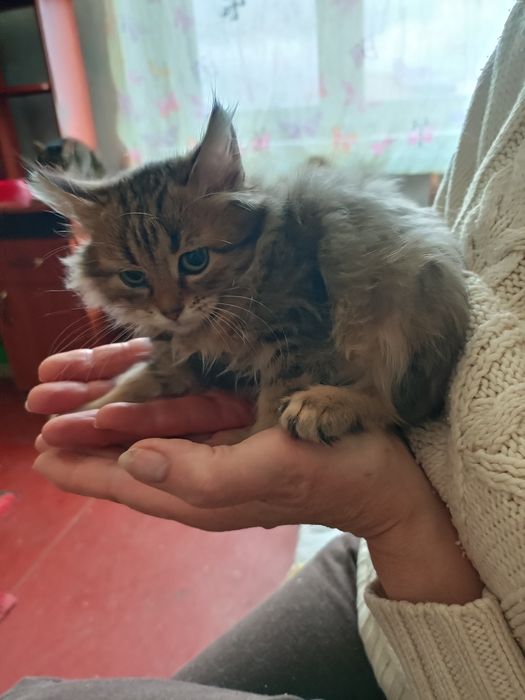 Кошенята в добрі руки