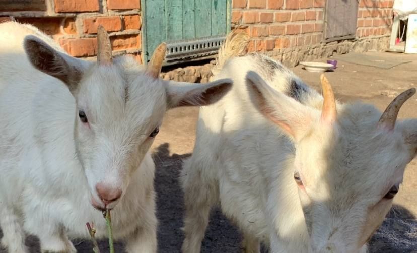 Дві білі кізоньки