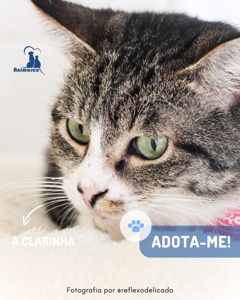 Clarinha - gata jovem adulta
