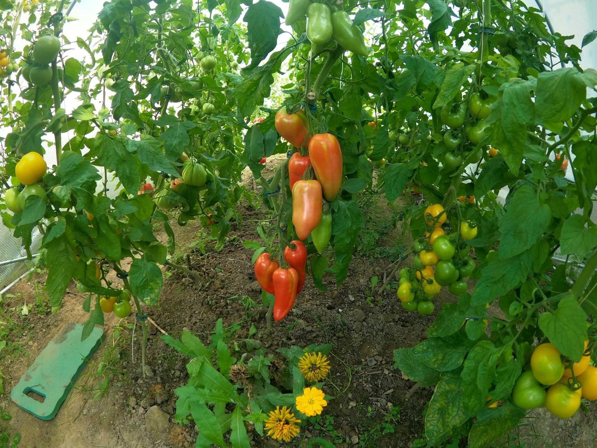 Rozsada sadzonki pomidorów honey moon f1 aurija cornabel f1 100% EKO