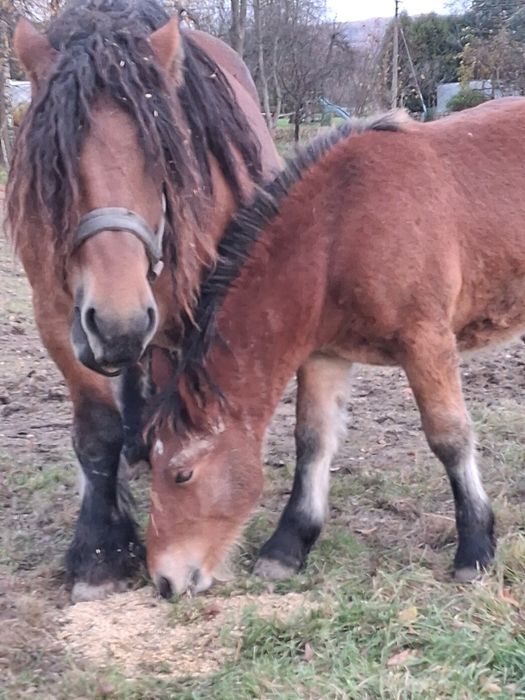Klacz/Źrebica zimnokrwista /koń /konie