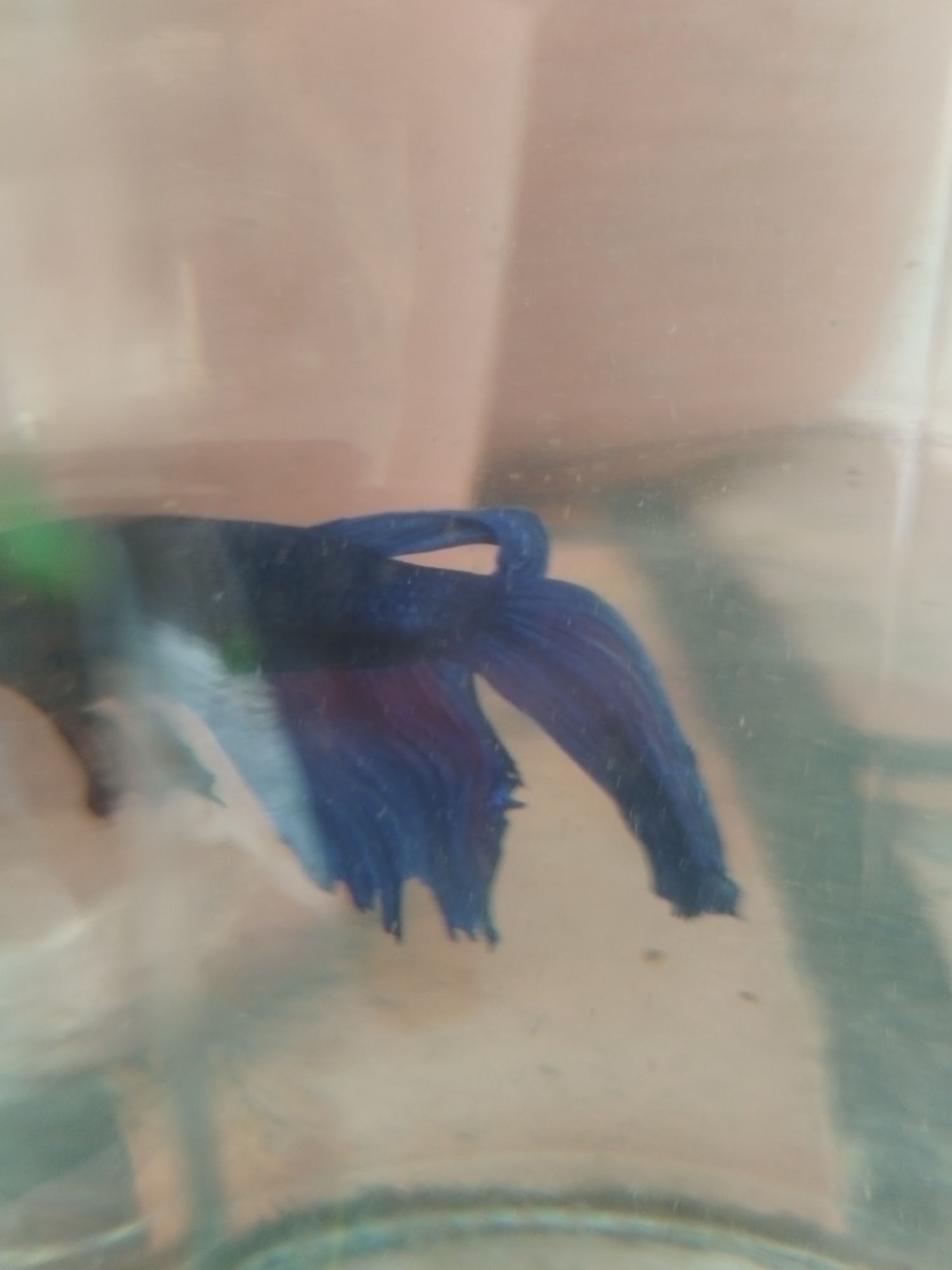 Betta splendens macho