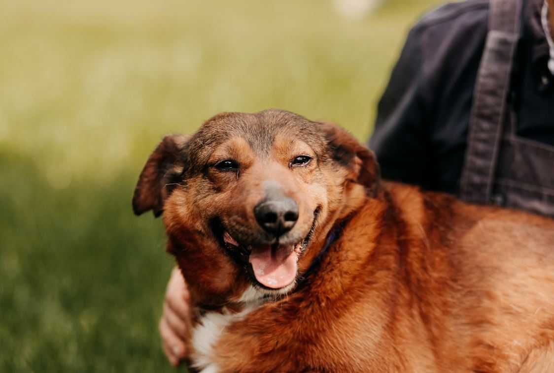 Pozytywny, młody wielbiciel głasków poleca się do adopcji