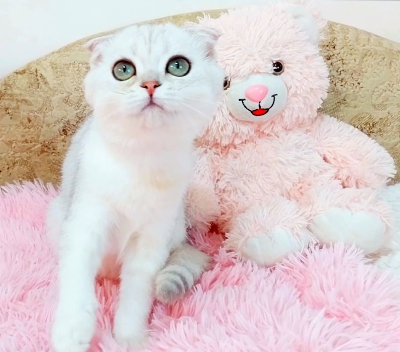 Неймовірно лагідний хлопчик Срібний шиншилка