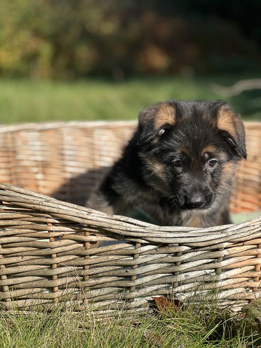 Owczarek Niemiecki Krótkowłosy – suczka Jamila z hodowli z tradycjami