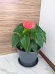 Vendo planta + vaso