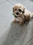 Bichpoo hybryda ras -,pudel toy chiny, bichon frise..DO ODBIORU.