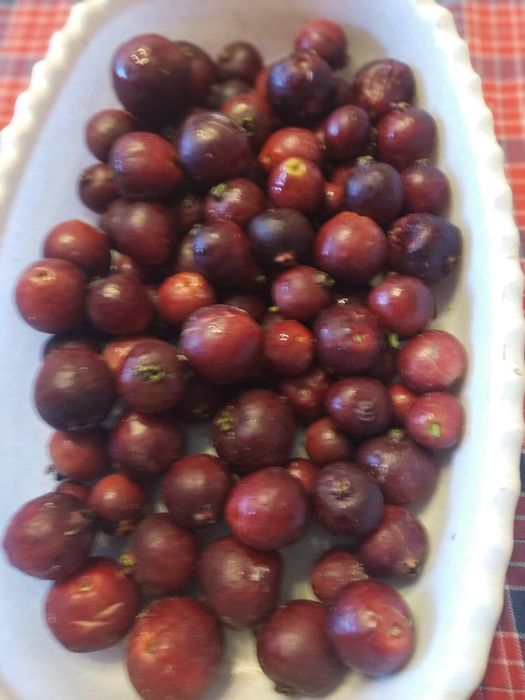 Plantas de Araça roxo