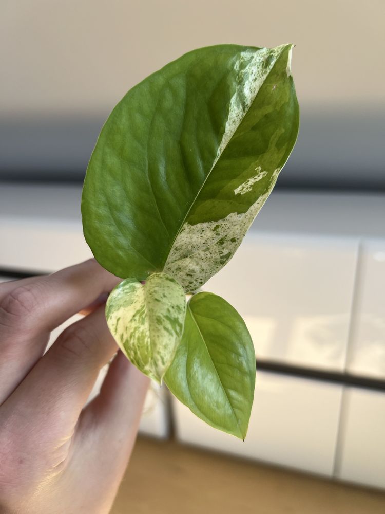Epipremnum Pinnatum Marble