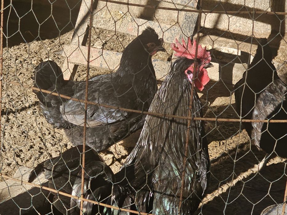 Casal de Jersey Gigante para criação