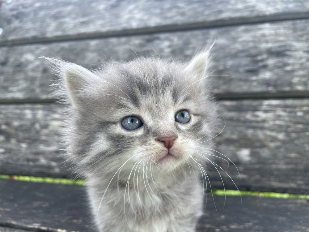 Віддам котиків