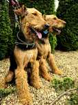 Airedale terrier szczeniaki