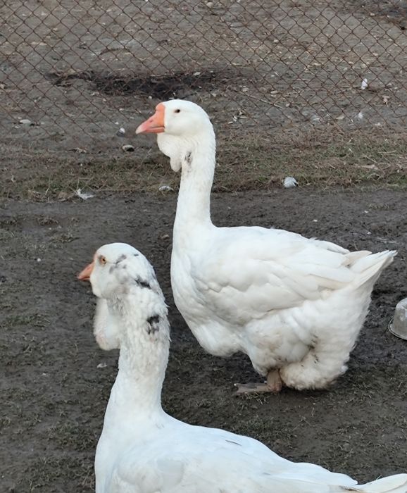 Chołmogory gęsi gęś
