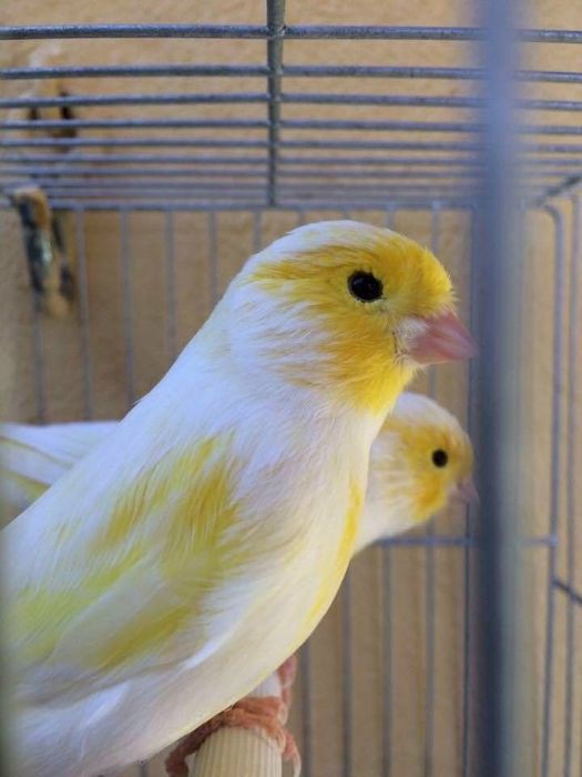 Canários várias raças