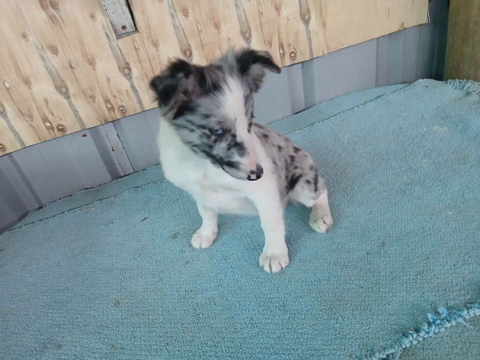 Border coli merle femea