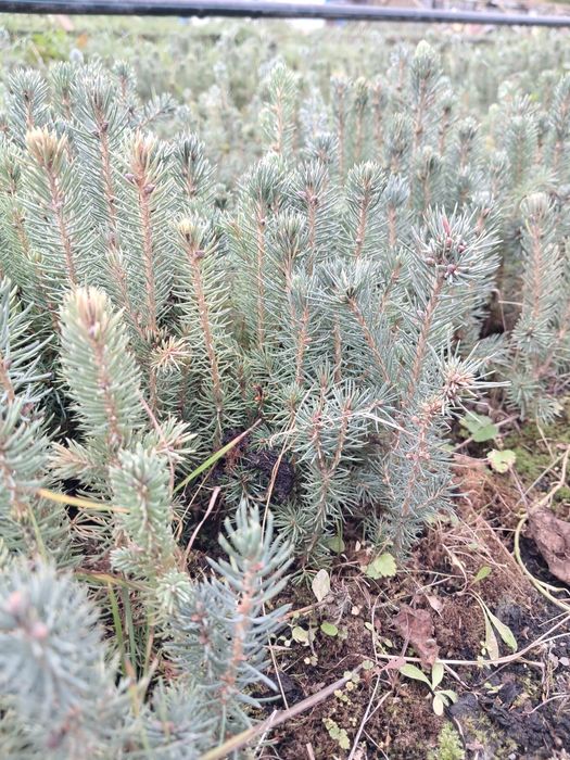 Sadzonki świerk srebrny  Santa Fe 2 letnie Wysokość 10 -15 cm Cena 25