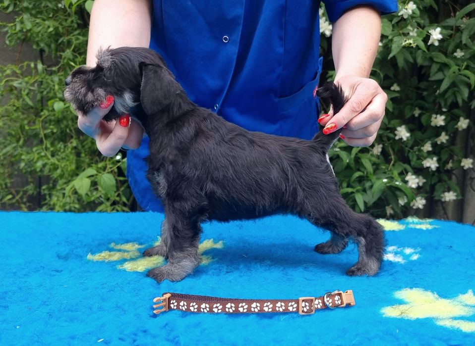 Цуценята цвергшнауцера