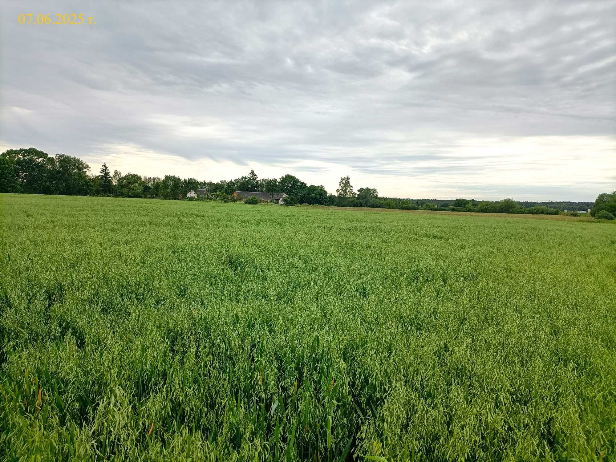 Owies ozimy - tegoroczny plon 7 t/ha