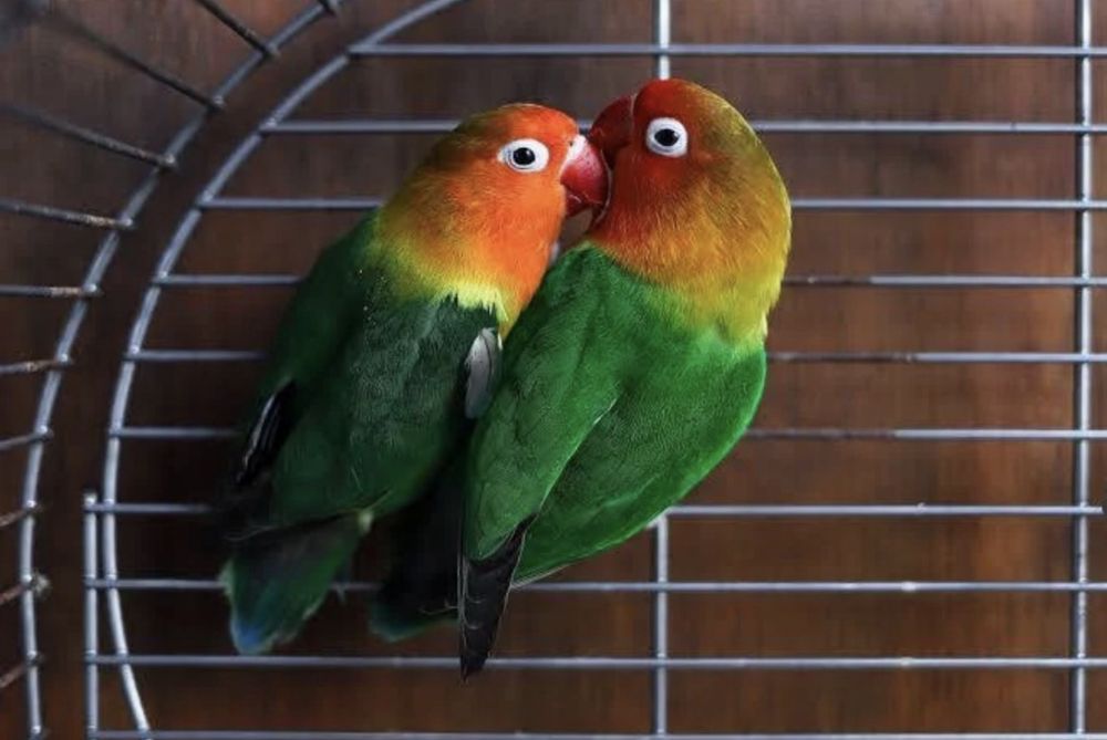 Vendo casal de Fischers