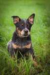Suczka Australian cattle dog