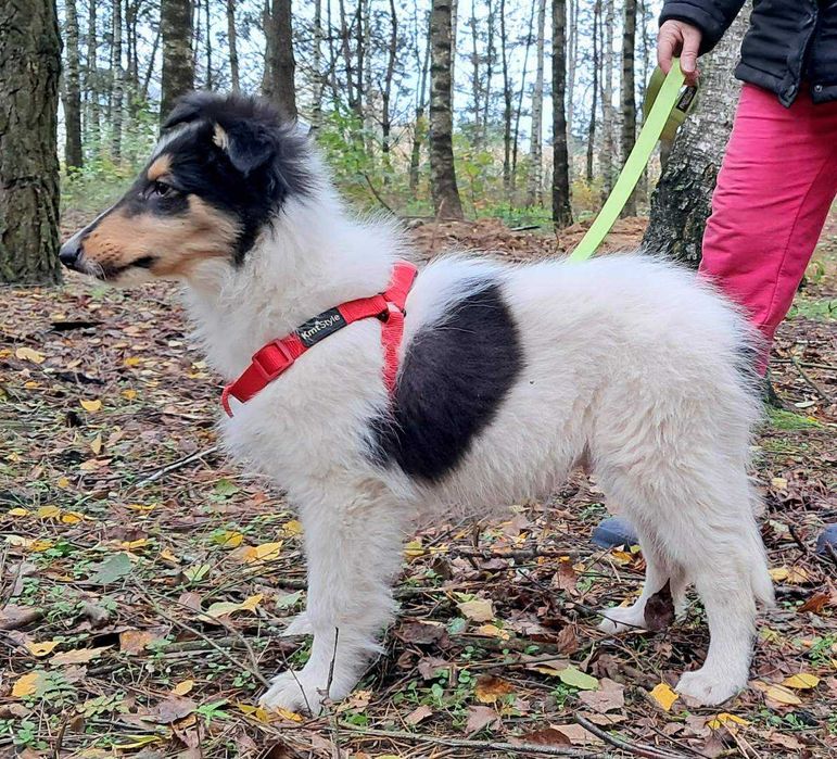 *Owczarek Szkocki Collie długowłosy* piesek Gotowy Do Odbioru