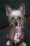 Lyborius Legacy - Chinese Crested Dog