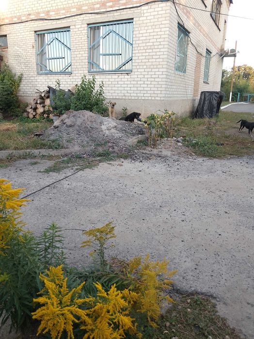 Шукаю дім собачат