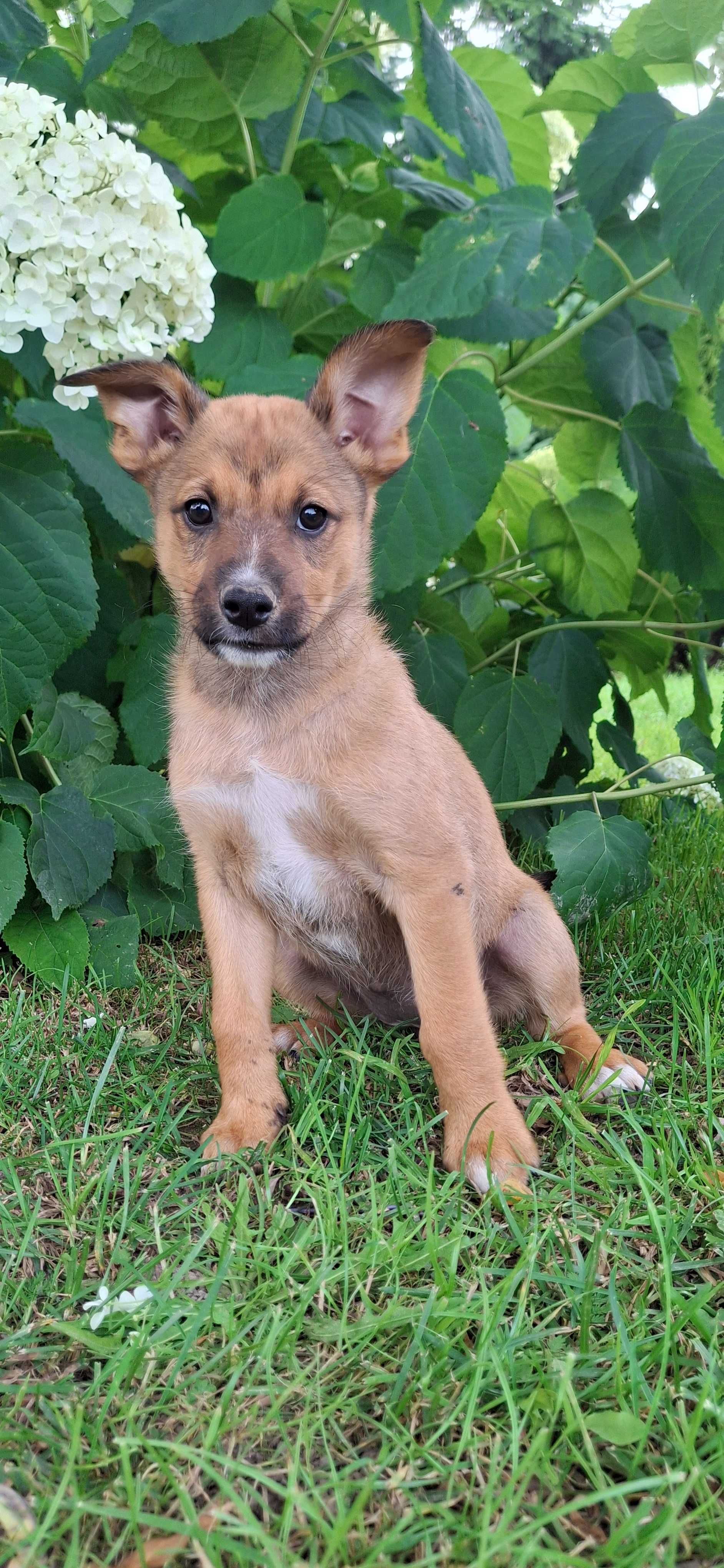 Śliczne szczenięta do adopcji