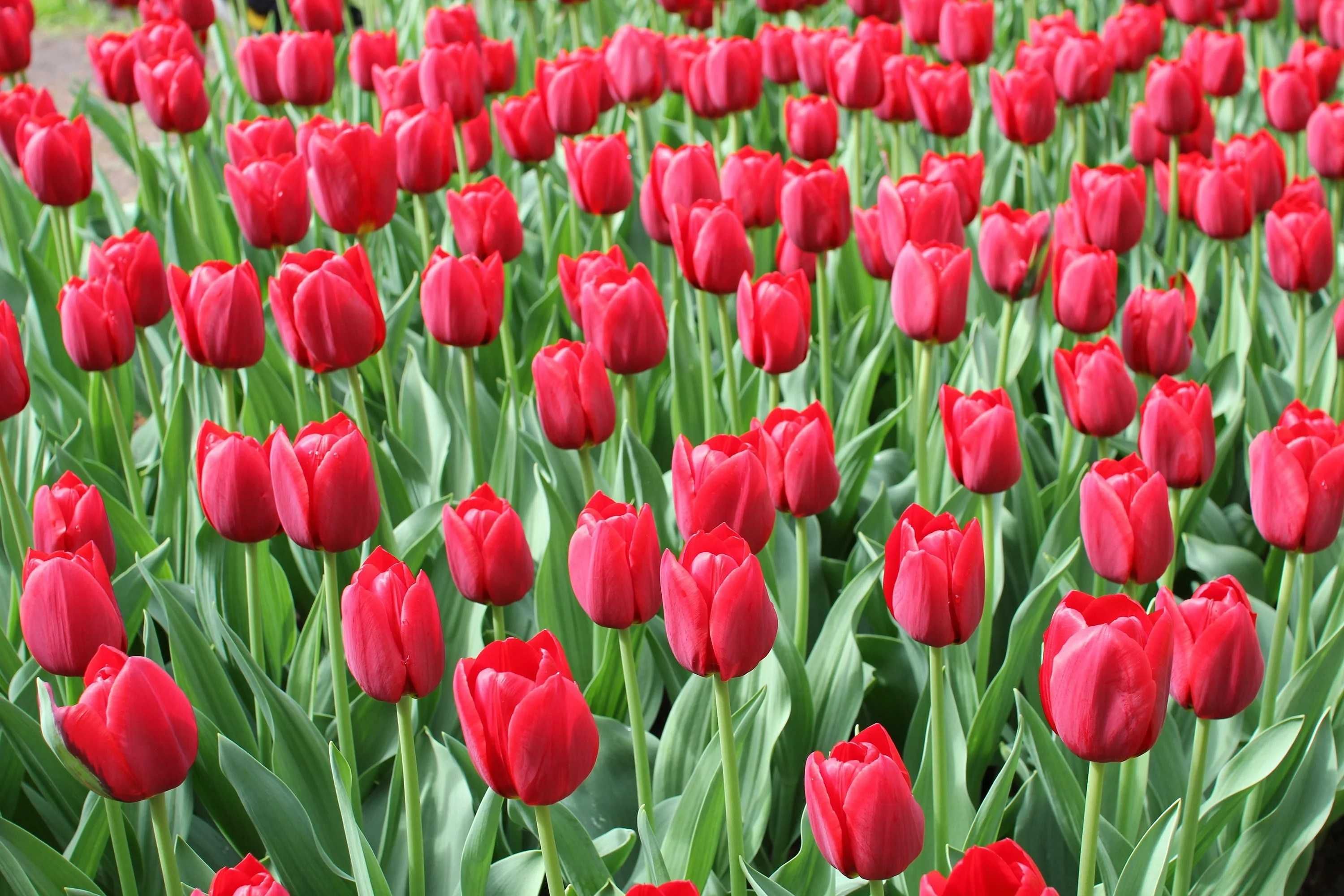 TULIPAN Czerwony 25 szt Cebulki Tulipanów Czerwonych TULIPANY Czerwone