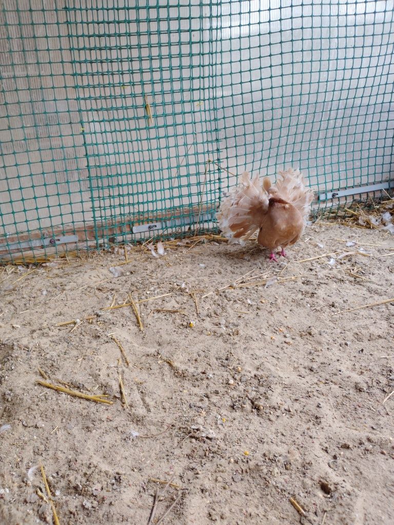 Gołębie pawik pawiki pawie