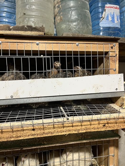 Инкубационные перепелиные яйца!!