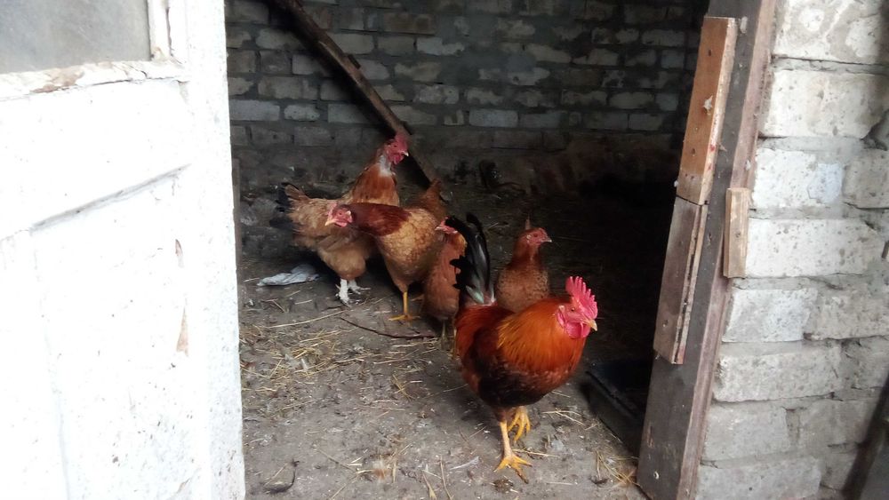 Продам молодых курочек