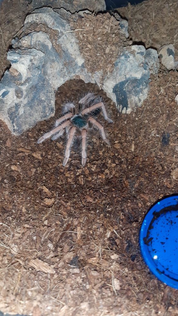 Megaphobema robustum ok. 3 dc samiec