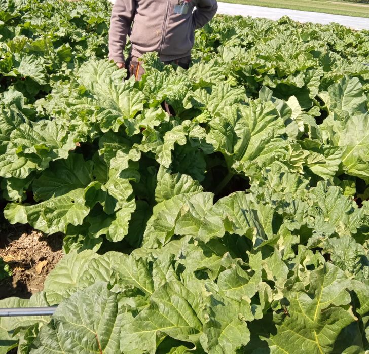 Sprzedam Karpy rabarbaru