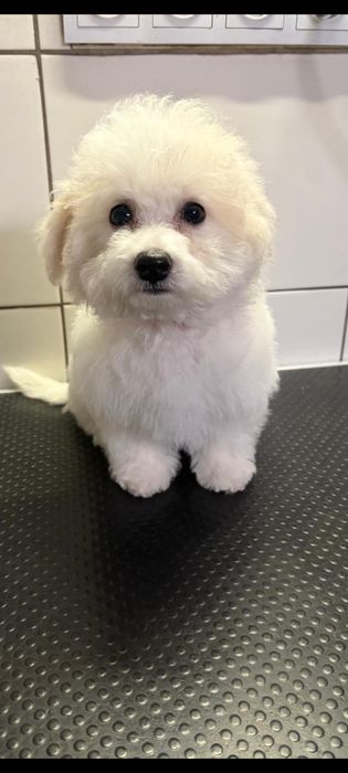 Bichon frise  suczka BiBi  ZKwP fci cudo