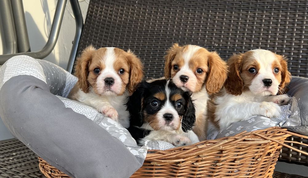 Cavalier King Charles Spaniel Szczeniak z Rodowodem