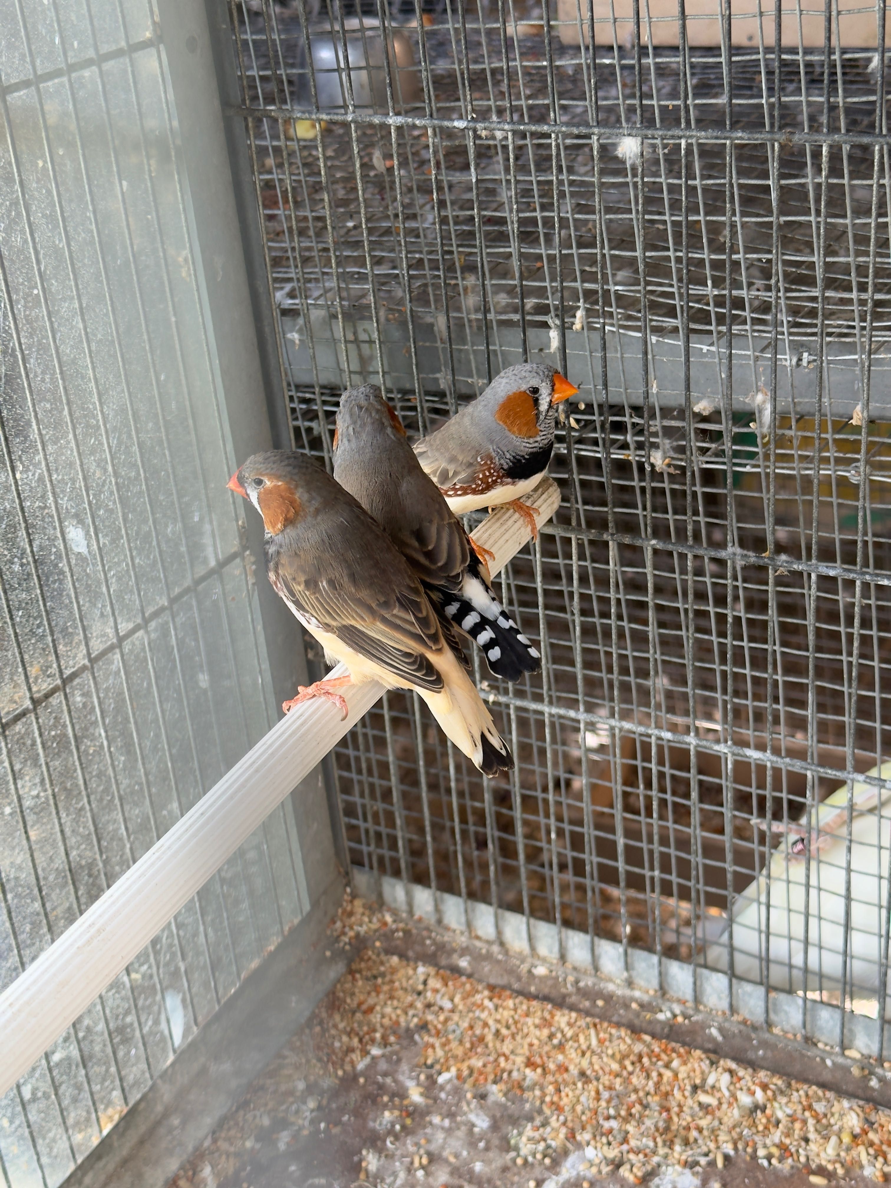 Mandarins gigantes