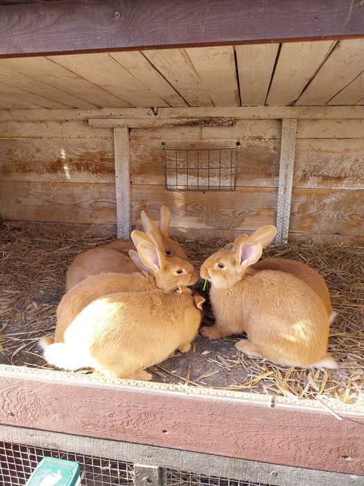 Króliki burgundzkie