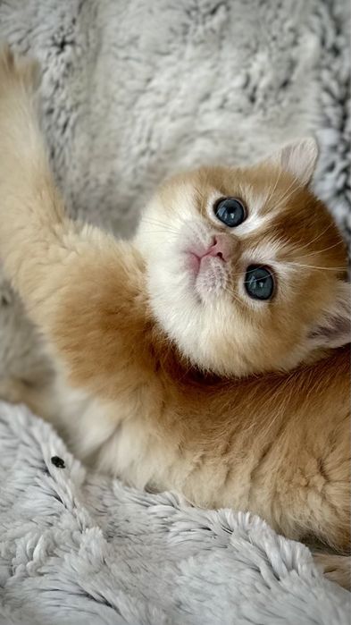 Кішечка кошеня британська золота шиншила NY12 AY12 котенок