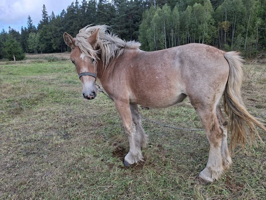 Sprzedam zrebicę zimnokrwistą