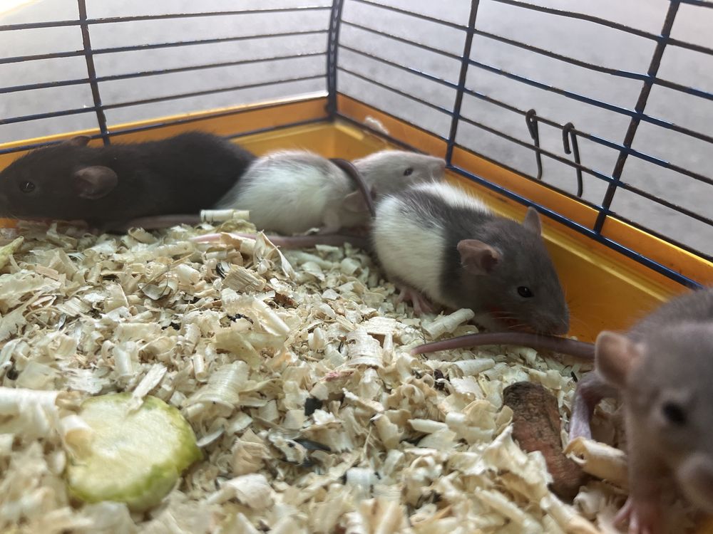 Крысы ДАМБО, сфинкс ( мелкие грызуны)