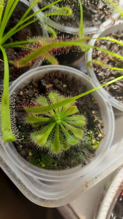 Росянка -хищник на подоконнике